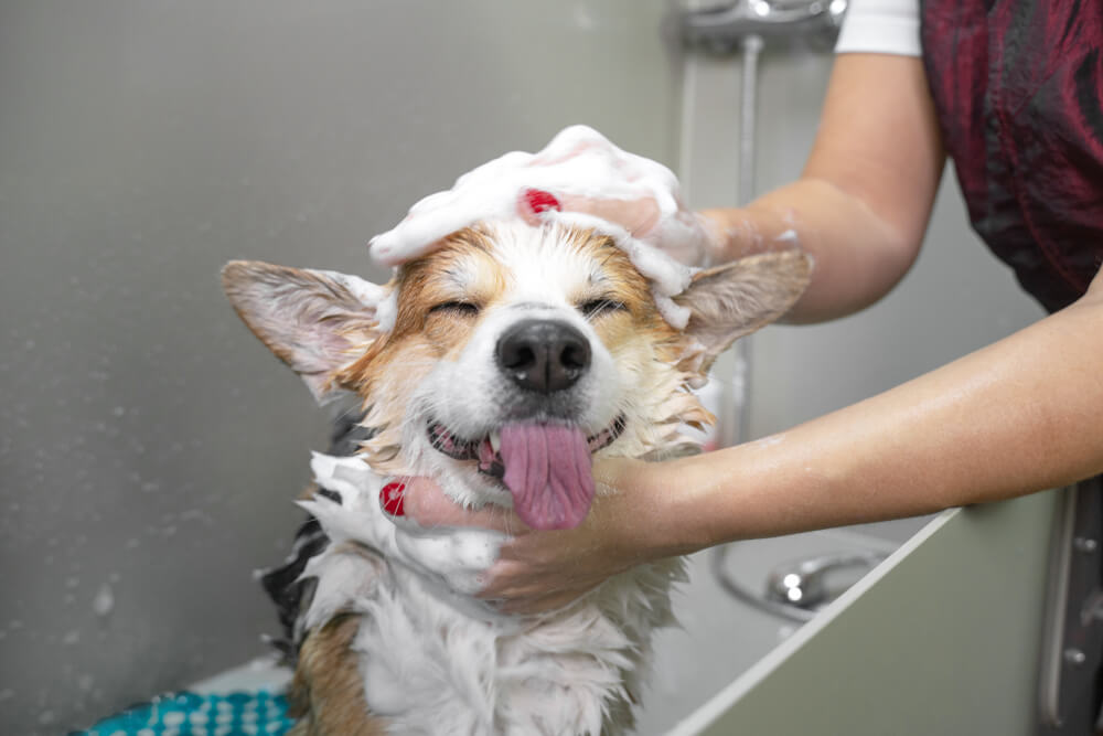 pet dog bath